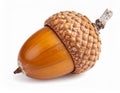 Single Acorn On White Background Royalty Free Stock Photo