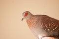 Single adorable dove staring attentively with red eyes