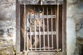 Single adult bengal tiger walks in cage behind white lattice in zoo Royalty Free Stock Photo