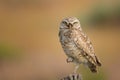 Burrowing Owl close up standing on one foot in golden light in Sierra Valley, CA Royalty Free Stock Photo