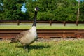 Single adult canadian goose standing in the green grass with rusty railroad tracks on the background. Closeup view.