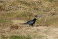 Carrion crow, corvus corone corone, on sea shore