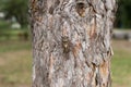 Single of adult cicada Tibicina haematodes on bark of pine tree Royalty Free Stock Photo