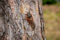 Single of adult cicada Tibicina haematodes on bark of pine tree Royalty Free Stock Photo