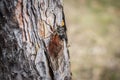 Single of adult cicada Tibicina haematodes on bark of pine tree Royalty Free Stock Photo