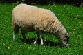 Single adult female sheep, latin name Ovis Aries, possibly of Merino or Cigaja breed, eating grass on sunlit summer meadow