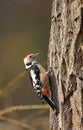 Single adult Great Spotted Woodpecker bird on a tree branch over the Biebrza river wetlands in Poland in early spring nesting