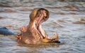 Single adult hippo yawning defensively. St. Lucia, South Africa Royalty Free Stock Photo