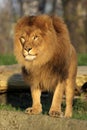 Single adult male Lion in zoological garden