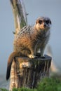 Single adult Meerkat in zoological garden Royalty Free Stock Photo