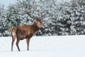 Single adult noble deer with big beautiful horns with snow near winter forest. European wildlife landscape with snow and deer with