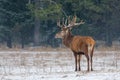 Single Adult Noble Red Deer With Big Beautiful Snow-Covered Horns On Snowy Field At Forest Background.European Wildlife Landscape Royalty Free Stock Photo