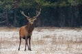 Single Adult Noble Red Deer With Big Beautiful Snow-Covered Horns On Snowy Field At Forest Background.European Wildlife Landscape