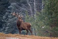 Single Adult Noble Red Deer With Big Horns, Beautifully Turned Head. European Wildlife Landscape With Deer Stag. Portrait Of Lonel Royalty Free Stock Photo