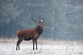 Single Adult Noble Red Deer Cervidae With Big Horns On Snowy Grass Field At Foggy Forest Background. European Wildlife Landsca