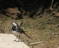 Adult pied wagtail, motacilla alba on ground