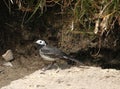 Adult pied wagtail, motacilla alba in sunlight