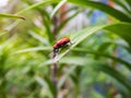 The single, adult scarlet lily beetle sitting on a green lily plant leaf blade in summer Royalty Free Stock Photo