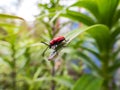 The single, adult scarlet lily beetle sitting on a green lily plant leaf blade in summer Royalty Free Stock Photo