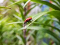 The single, adult scarlet lily beetle sitting on a green lily plant leaf blade in summer Royalty Free Stock Photo