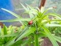 The single, adult scarlet lily beetle (Lilioceris lilii) sitting on a green lily plant leaf blade in garden Royalty Free Stock Photo