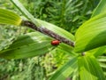 The single, adult scarlet lily beetle (Lilioceris lilii) sitting on a green lily plant leaf blade in garden Royalty Free Stock Photo