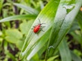 The single, adult scarlet lily beetle sitting on a green lily plant leaf blade in summer Royalty Free Stock Photo