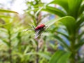 The single, adult scarlet lily beetle sitting on a green lily plant leaf blade in summer Royalty Free Stock Photo