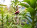 The single, adult scarlet lily beetle sitting on a green lily plant leaf blade in summer Royalty Free Stock Photo