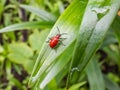 The single, adult scarlet lily beetle sitting on a green lily plant leaf blade in summer Royalty Free Stock Photo