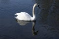 Single adult swans on the river Royalty Free Stock Photo