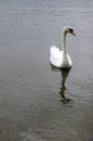 Single adult swans on the river Royalty Free Stock Photo