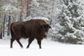 Single Adult Wild European Brown Bison Bison Bonasus On Snowy Field At Forest Background. European Wildlife Landscape With Sno
