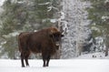 Single Adult Wild European Brown Bison Bison Bonasus On Snowy Field At Forest Background. European Wildlife Landscape With Sno