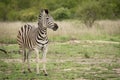 Single adult zebra standing