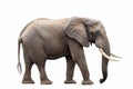 African Elephant Isolated on White Royalty Free Stock Photo