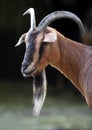 Single African Pygmy goat in zoological garden