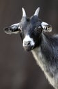 Single African Pygmy goat in zoological garden