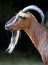 Single African Pygmy goat in zoological garden