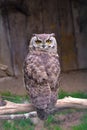 Single African Spotted eagle-owl, Bubo africanus, in a zoological garden Royalty Free Stock Photo