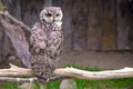 Single African Spotted eagle-owl, Bubo africanus, in a zoological garden Royalty Free Stock Photo