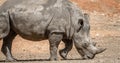 Single African white rhinoceros in wild nature looking for food Royalty Free Stock Photo