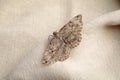 Single Alcis repandata moth on beige cloth, above view