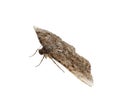 Single Alcis repandata moth isolated on white