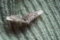 Single Alcis repandata moth on knitted wool sweater, closeup