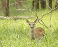 A single alert deer in a field