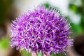 Single allium flower with bright violet head on a garden background Royalty Free Stock Photo
