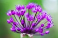 Single allium flower with bright violet head on a garden background Royalty Free Stock Photo