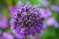 Single allium flower with bright violet head on a garden background Royalty Free Stock Photo