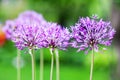 Single allium flower with bright violet head on a garden background Royalty Free Stock Photo